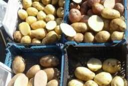 Лучший экологически чистый картофель от Хомутского