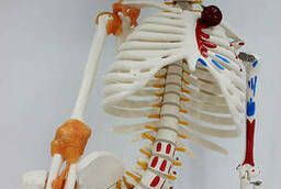 Model Human Skeleton 85 cm (Flexible, painted)