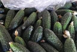 Cucumber wholesale