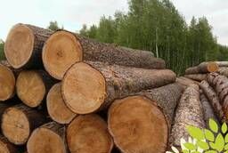 Организация реализует лес кругляк, сосна, лиственница, береза, лесопиломатериалы.