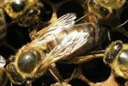 Пчеломатки и пчелопакеты среднерусские