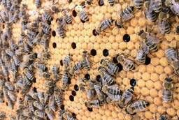 Пчелопакеты Карника Пчелы Матки, Пчелосемьи