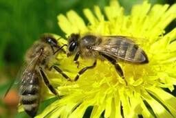 Пчелы, Пчелопакеты на 2021 год