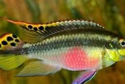Pelvikachromis parrot - a beautiful fish in the aquarium