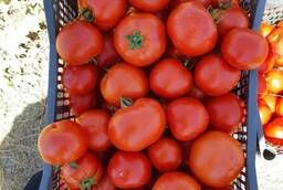 Selling tomatoes wholesale variety- Lajein f1 300 $ ton