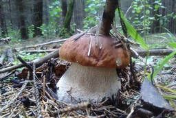 Продам замороженные грибы белые, подосиновики, подберёзовики