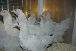 Продаются месячные цыплята породы Брама карликовая Изабелла