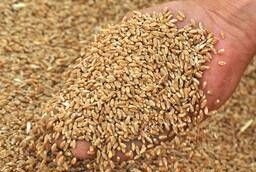 Пшеница фураж 5, 50 с НДС с места Саратов