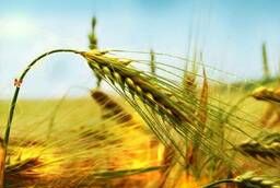 Пшеница яровая Добрыня - семена