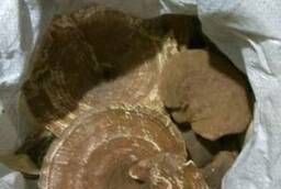 Рейши гриб цельный калиброванный (Китай) оптом (см. описание