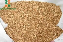 Coriander seeds (whole, not for sowing). New harvest 18