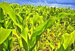 Семена кукурузы (Euralis) ЕС Битл пончо