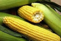 Megaton corn seeds