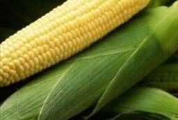 Seeds of corn Spirit