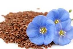 Oil flax seeds for sowing!