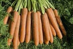 Семена моркови Намдал F1 Bejo уп 1 000 000 шт