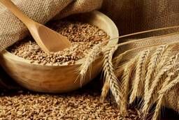 Семена озимой пшеницы, ячменя и тритикале урожая
