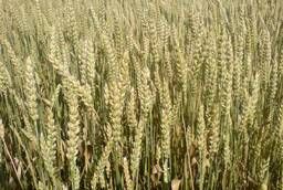 Семена яровой пшеницы. Дарья