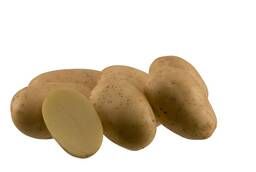 Семенной картофель Аризона