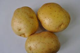 Семенной картофель Молли