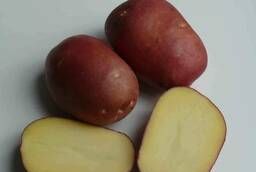 Семенной картофель Роко