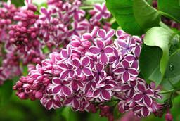 Varietal lilac in assortment