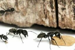 Extermination of ants. Treatment of the area from ants and aphids