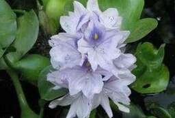Water hyacinth-echornia, natural filter.