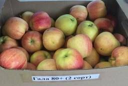 Яблоки сорт Гала 65 оптом от производителя 55р. /кг