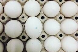 Яйцо куриное оптом от производителя