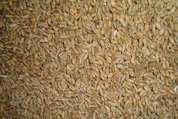 Crushed grain mixture (wheat, barley, oats, peas)