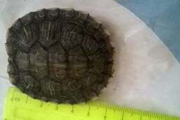 Черепаха красноухая 5 и 6 см