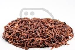 Dendroben worm 0.5 kg
