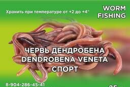 Dendroben worm