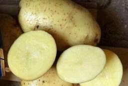 Картофель крупным и мелким оптом