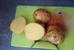Картофель оптом Гала от производителя
