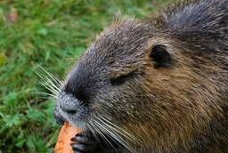 Feed for rabbits and nutria Economy