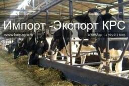 Коровы дойных, нетелей молочных пород , 1 500 голов КРС.