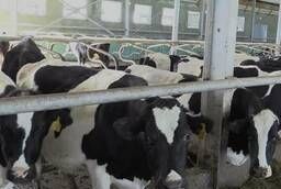 Cattle, Holstein freezes
