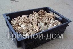 Мицелий грибов вешенки, шампиньонов, шиитаке, опенка