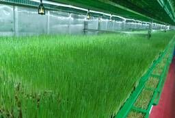Оборудование для производства гидропонного зеленого корма