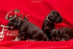 Kennel Kongrem offers miniature schnauzer puppies