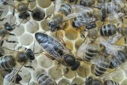 Продам пчелиных маток Карника