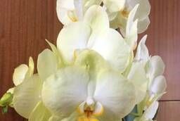 Продам живые цветы  Орхидеи  для торжественных букетов