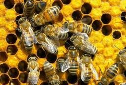Продаю пчелосемьи на высадку г. Севастополь, пос. Кача