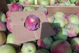 Продаю яблоки сорт «Женева» оптом