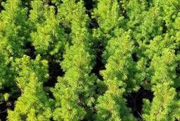 Seedlings of Canadian spruce Konik.