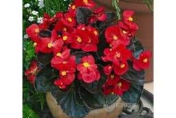 Flower seeds Ever-flowering Begonia Bada Boom (Scarlet) 1000 pcs