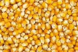 Семена кукурузы РОСС 199 (КБР) F1