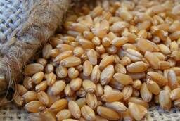 Семена пшеница яровая (Агата, Архат, Йолдыз, Экада и т. д. )